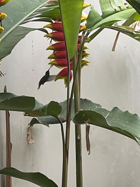 Life in the tropics: Costa Rica, Nicaragua, and Panama