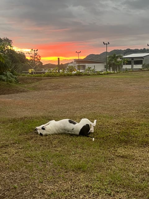 Life in the tropics: Costa Rica, Nicaragua, and Panama